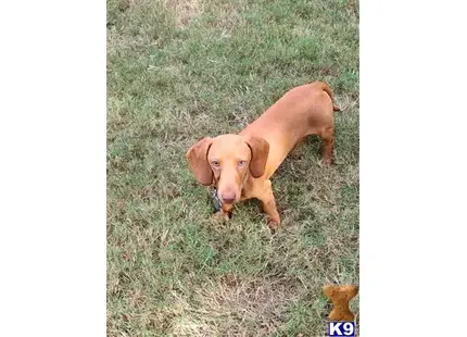 Rufus available Dachshund puppy located in MCDONOUGH